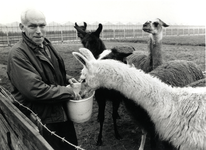 403305 Portret van (ex-)landbouwer W. Schuurman bij zijn lama's op zijn boerderij Gageldijk 125 te Maarssen.